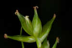 Appalachian sedge